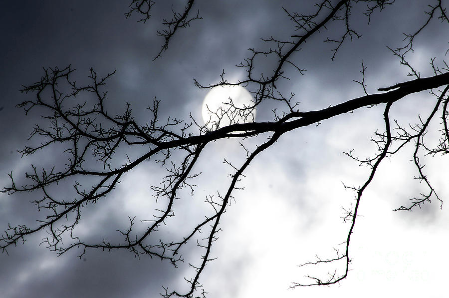 Sun On The Branch Photograph by Gerald Kloss