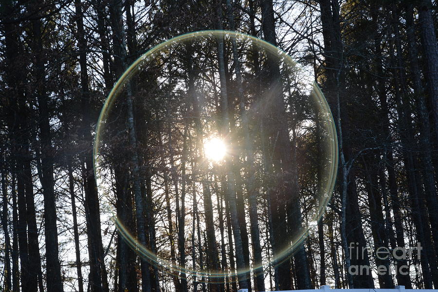 Sun or Lens Flare in between the woods -Georgia Photograph by Adrian De Leon Art and Photography
