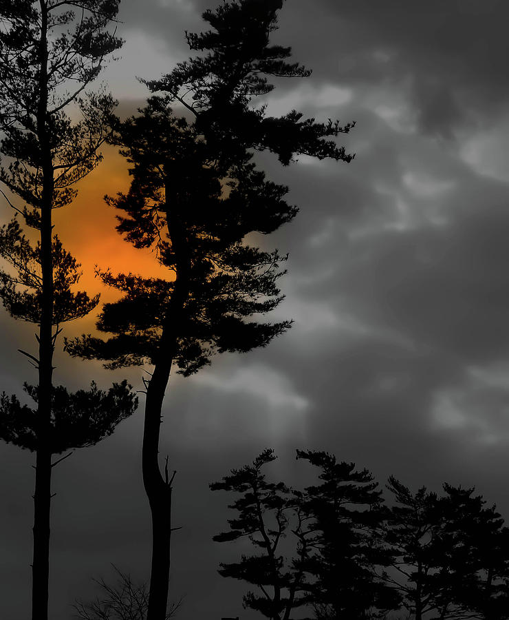 Tree Photograph - Sun Over Spring Ridge by Trish Tritz