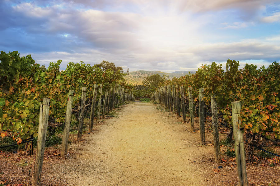 Sun over vineyard at Winery in Napa Valley 2 Photograph by Jennifer Rondinelli Reilly - Fine Art Photography