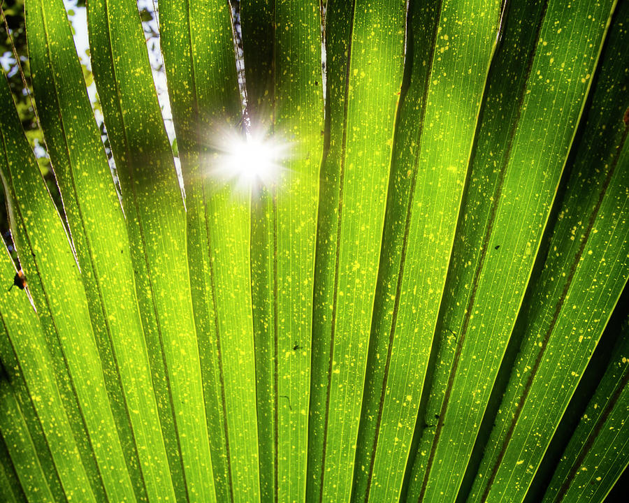 Sun Palm Photograph