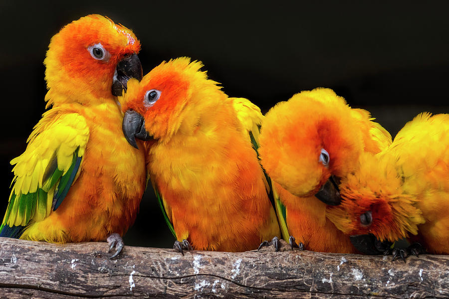 Sun parakeets Photograph by Arterra Picture Library