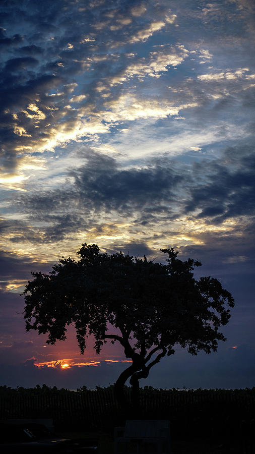 Sun Peek Tree Delray Beach Florida Photograph by Lawrence S Richardson Jr