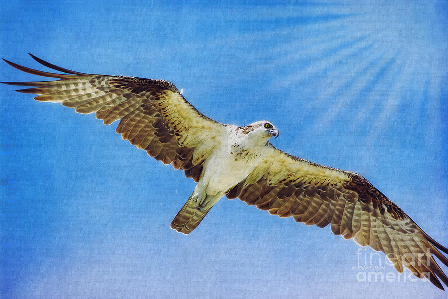 Sun Ray Osprey Photograph by Deborah Benoit