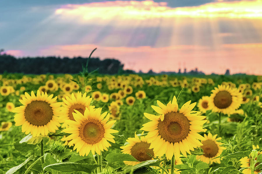Sun Ray Sunflower Photograph by Joe Kopp