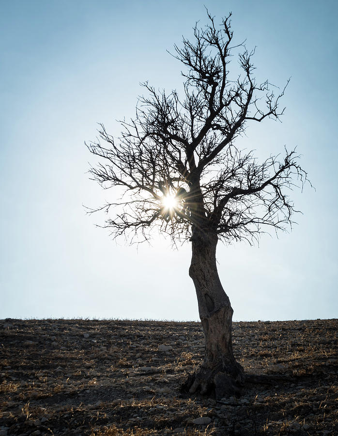 Sun rays and bare lonely tree Photograph by Michalakis Ppalis