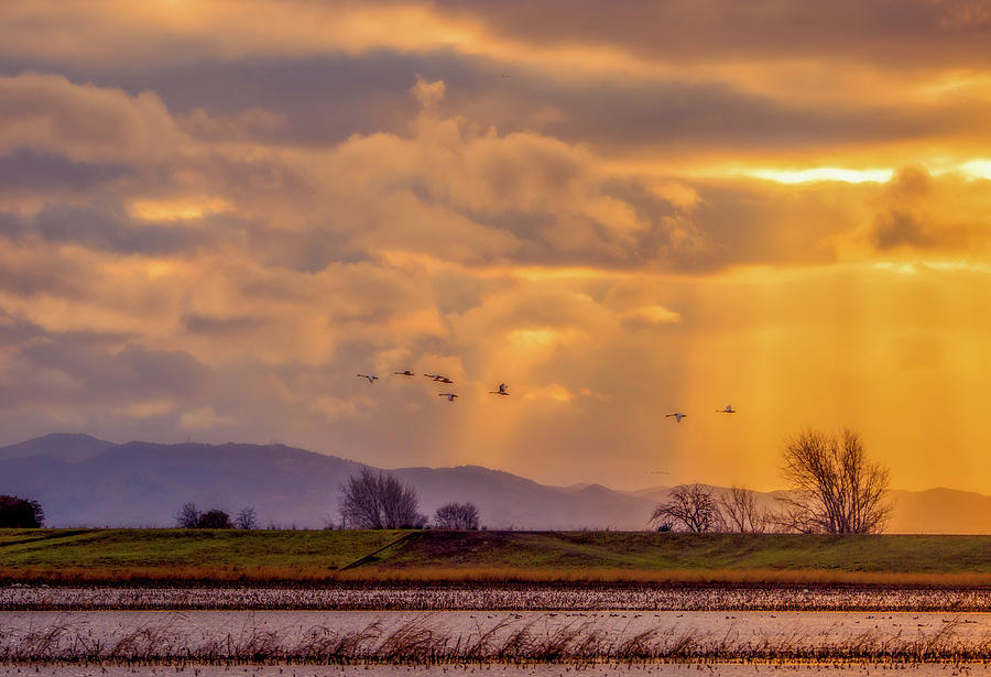 Sun Rays and Sandhill Cranes Photograph by Marc Crumpler