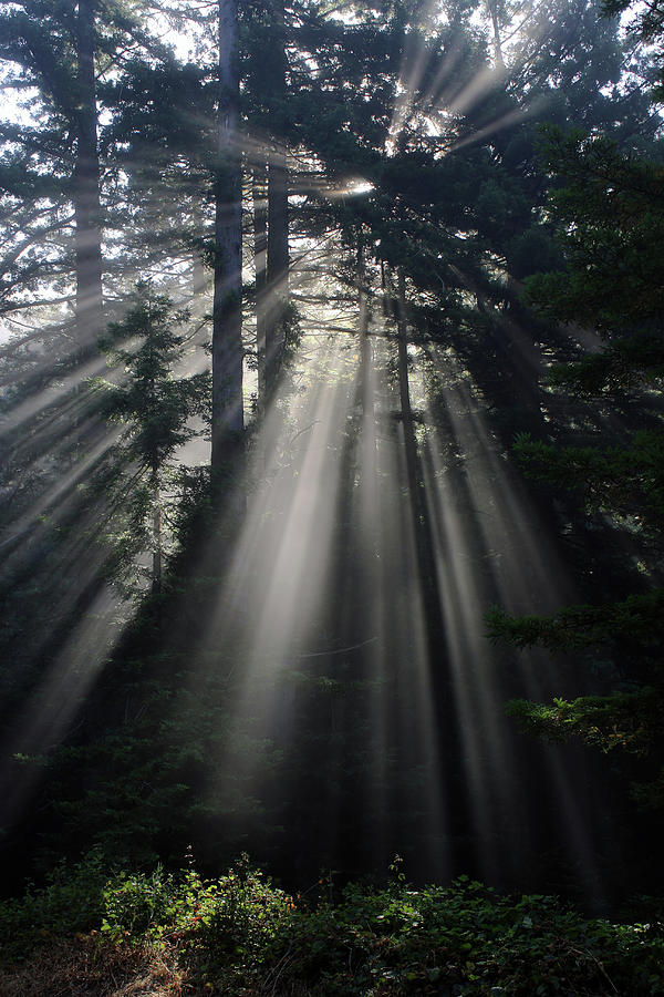 Sun Rays in A Coastal Forest Photograph by Mindy Linford - Fine Art America