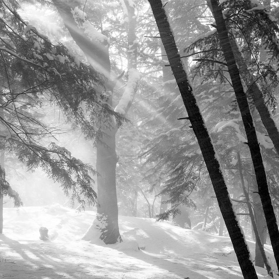 Sun Rays In Falling Snow Photograph by John Harmon