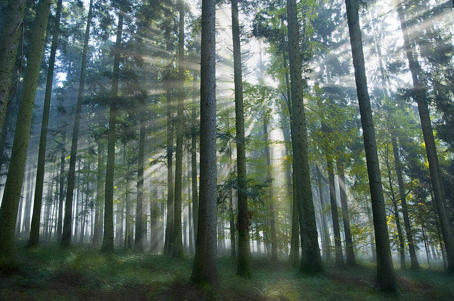 Nature Photograph - Sun Rays in Forest by Silke Magino