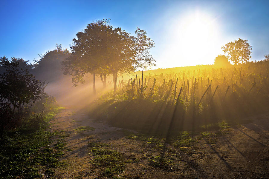 Sun rays in morning fog vineyard view Photograph by Brch Photography
