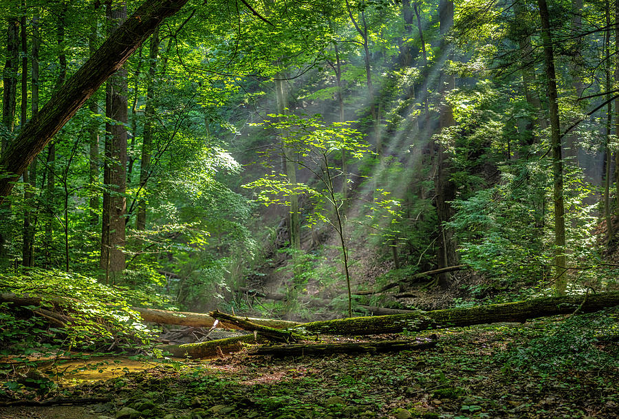 Sun Rays In The Forest Photograph