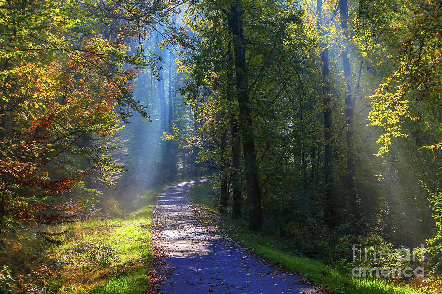 Sun rays in the forest Photograph by Claudia M Photography