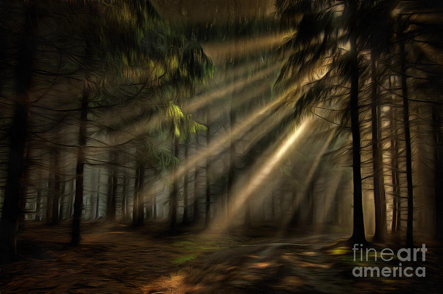 Sun rays in the forest Photograph by Michal Boubin
