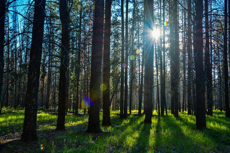 Sun Rays Photograph by My World View - Fine Art America