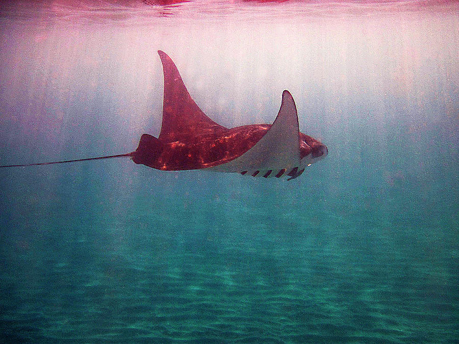Sun Rays on a Manta Ray Photograph by Bette Phelan