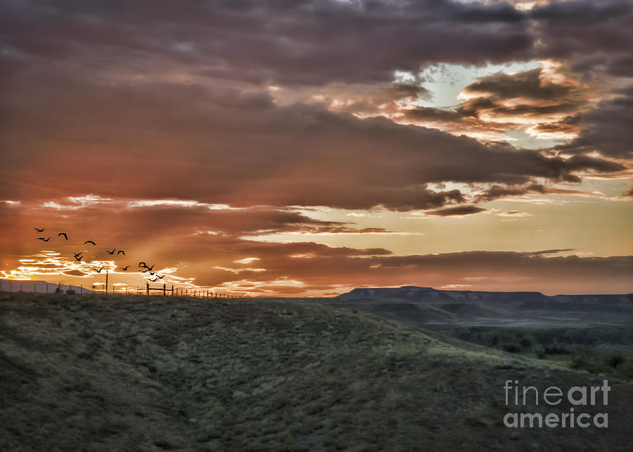 Nature Photograph - Sun Rays on Colorado Sage by Janice Pariza