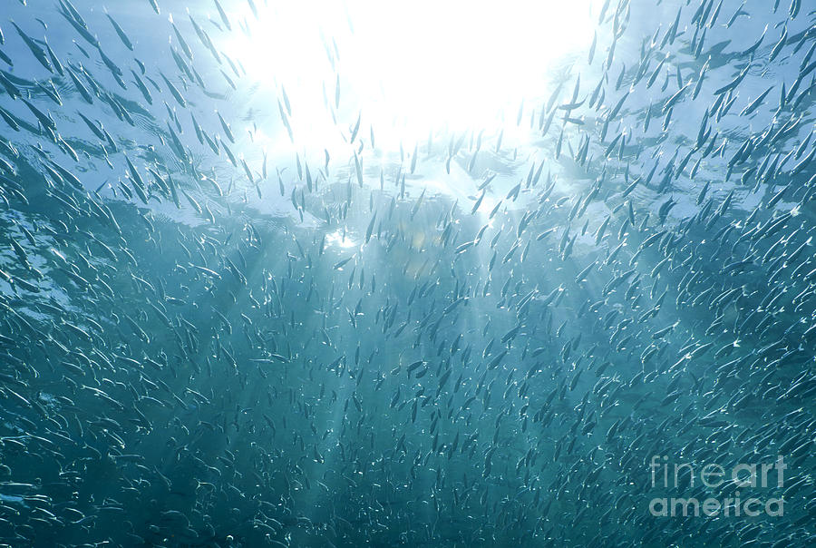 Sun rays shining through a large school of fish Photograph by Anthony Totah