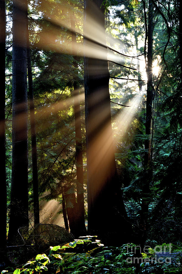 Sun Rays Through The Trees 2 Photograph by Terry Elniski