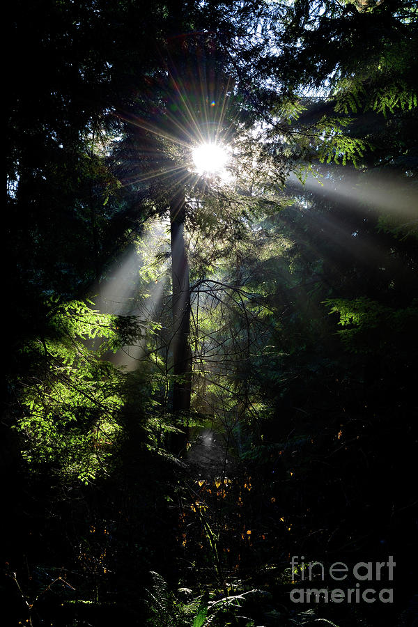 Sun Rays Through The Trees 3 Photograph by Terry Elniski