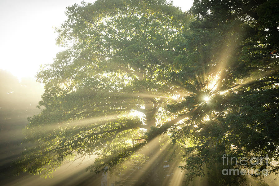 Sun Rays Through the Trees Photograph by Alana Ranney