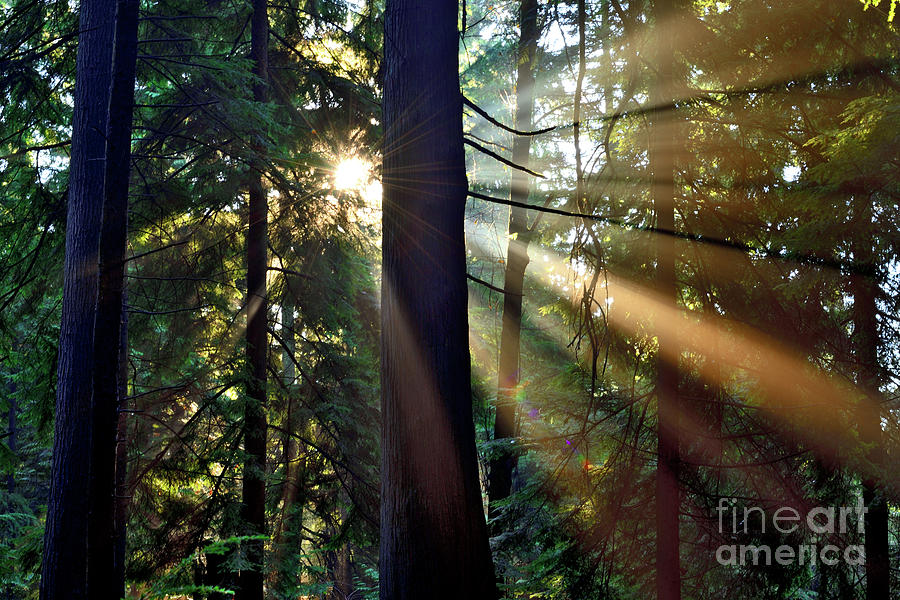 Sun Rays Through The Trees Photograph by Terry Elniski