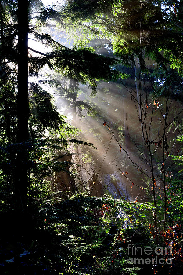Sun Rays Through Trees 4 Photograph by Terry Elniski