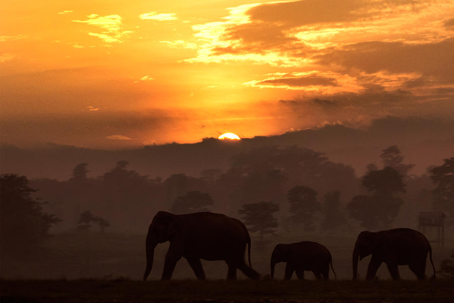 Wildlife Photograph - Sun Rise by Avijan Saha