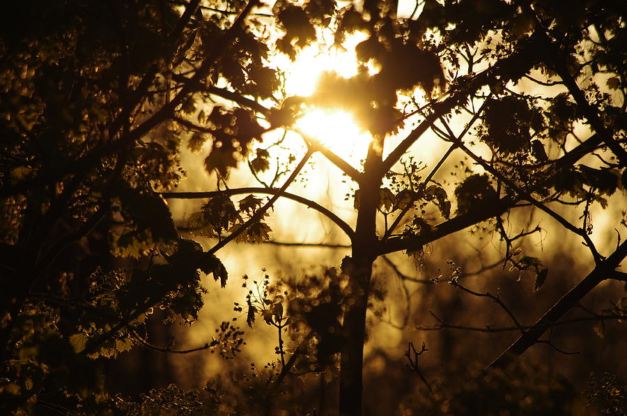 Sun rise threw tree Photograph by Gerald Kloss