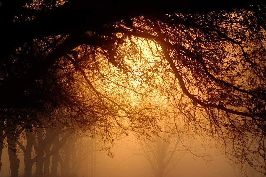 Sun Rise Under the Oaks Photograph by John Harmon