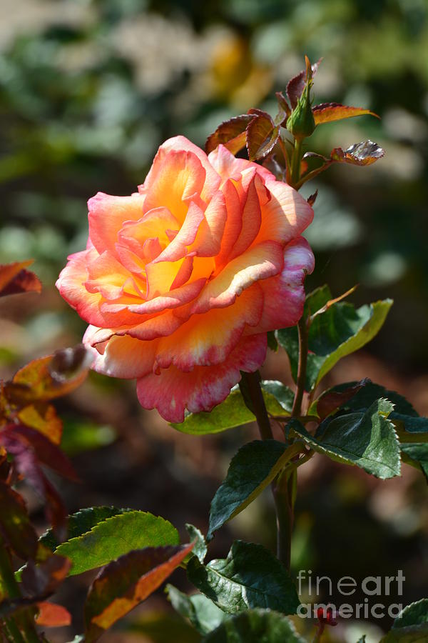 Sun Rose Photograph by Maria Urso