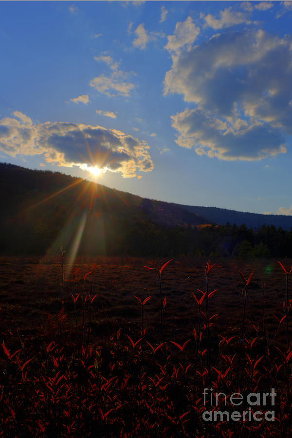 Sun setting at Cranberry Glades Photograph by Dan Friend