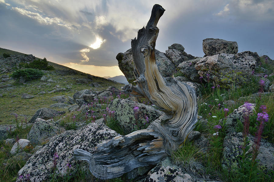 Sun Setting on Mt. Goliath Bristlecone Pine Photograph by Ray Mathis