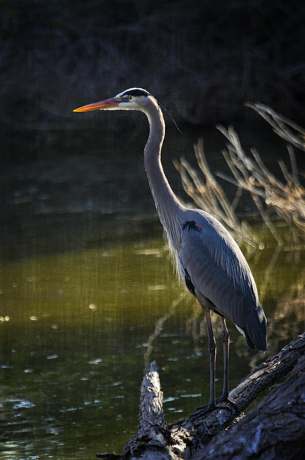 Sun Setting on the Great Blue Heron Photograph by Saija Lehtonen - Fine ...