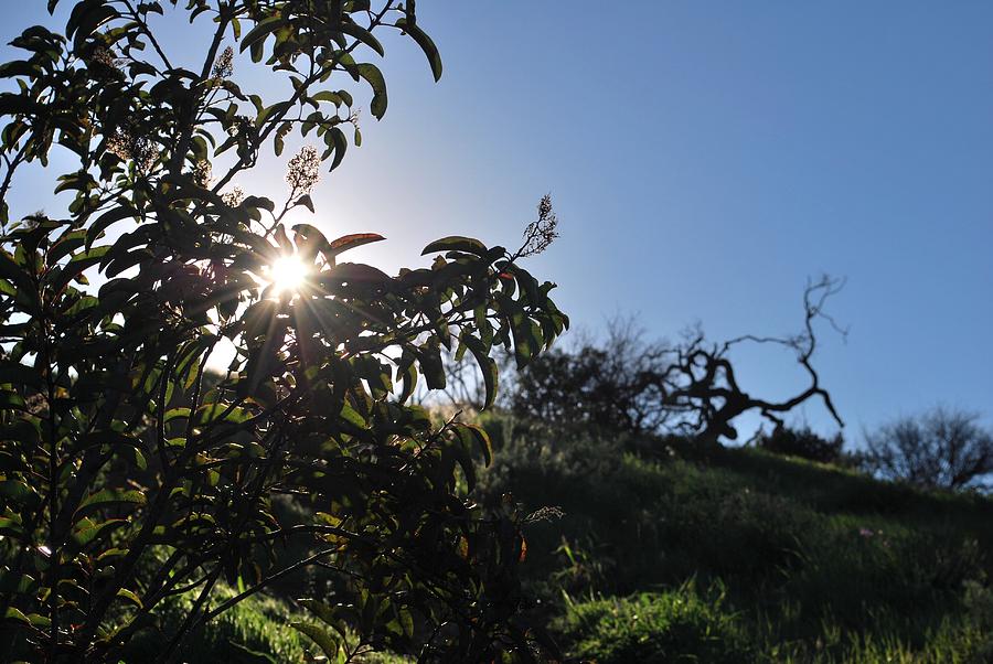 Tree Photograph - Sun Shines Through the Greenery by Matt Quest