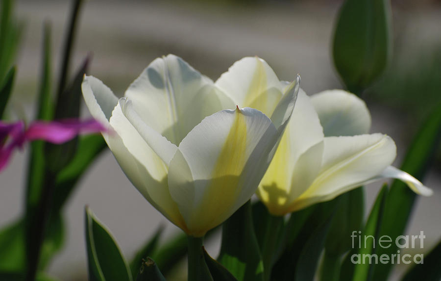 Sun SHining on a Flowering White Tulip Flower Blossom Photograph by DejaVu Designs
