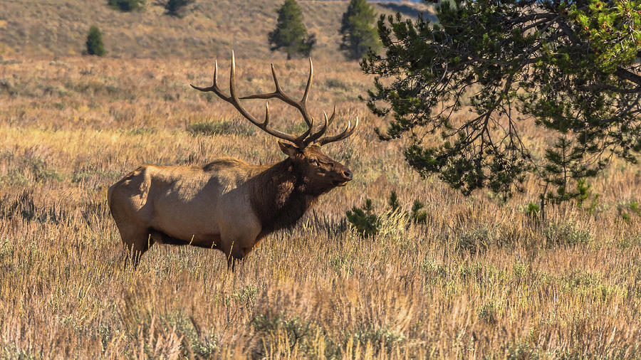 Sun Shining On Bull Elk Photograph by Yeates Photography