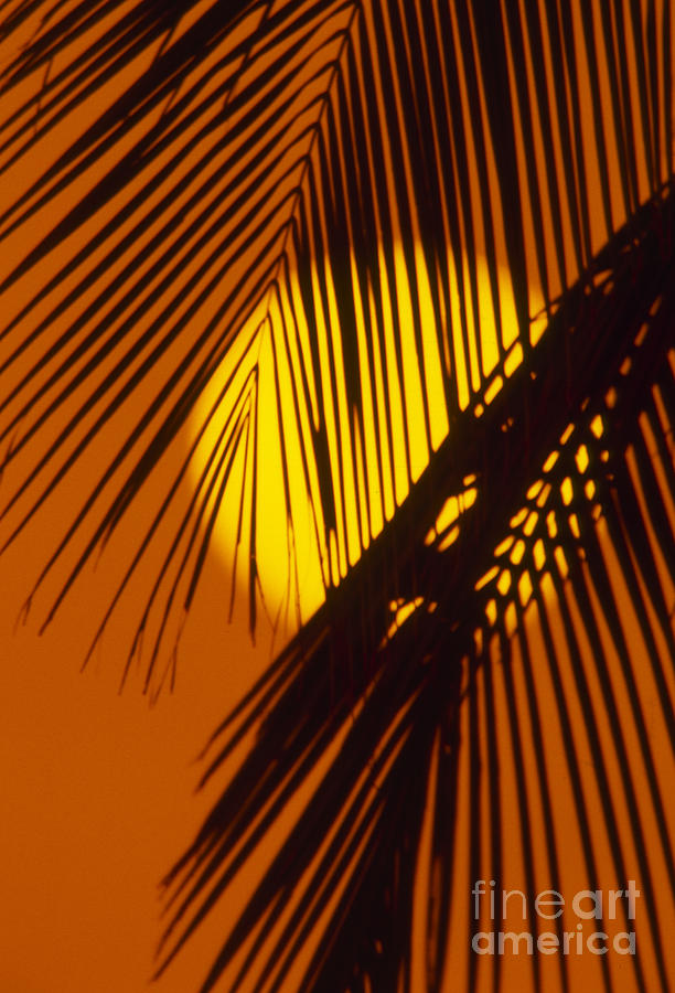 Sun Shining Through Palms Photograph by Ron Dahlquist - Printscapes