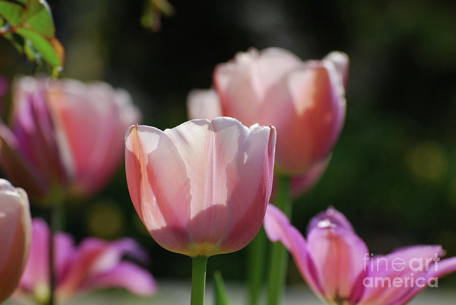 Sun Shining Through the Pink Petals of a Tulip Photograph by DejaVu Designs