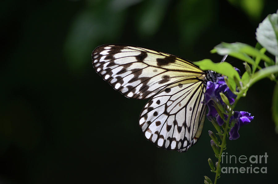 Butterfly Photograph - Sun Shining Through the Wings of a Rice Paper Butterfly by DejaVu Designs