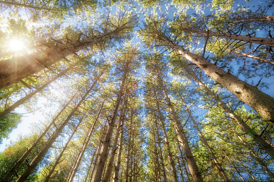 Sun Shining Through Treetops - Retzer Nature Center Photograph by Jennifer Rondinelli Reilly - Fine Art Photography