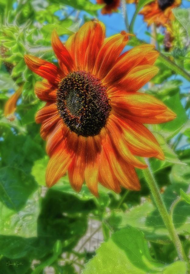 Sun Shower Sunflower Photograph by Amanda Smith