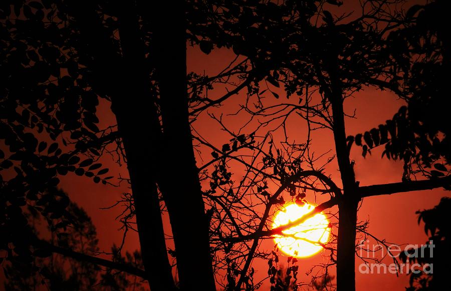 Sun Silhouettes Photograph by Angela J Wright