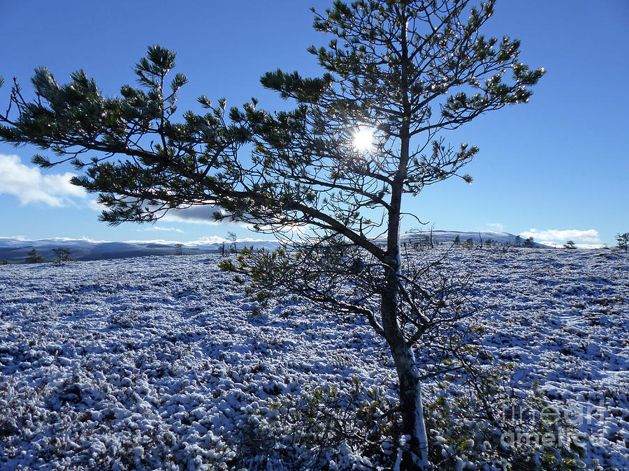 Sun, snow and ice - Hills of Cromdale - Cromdale Photograph by Phil Banks