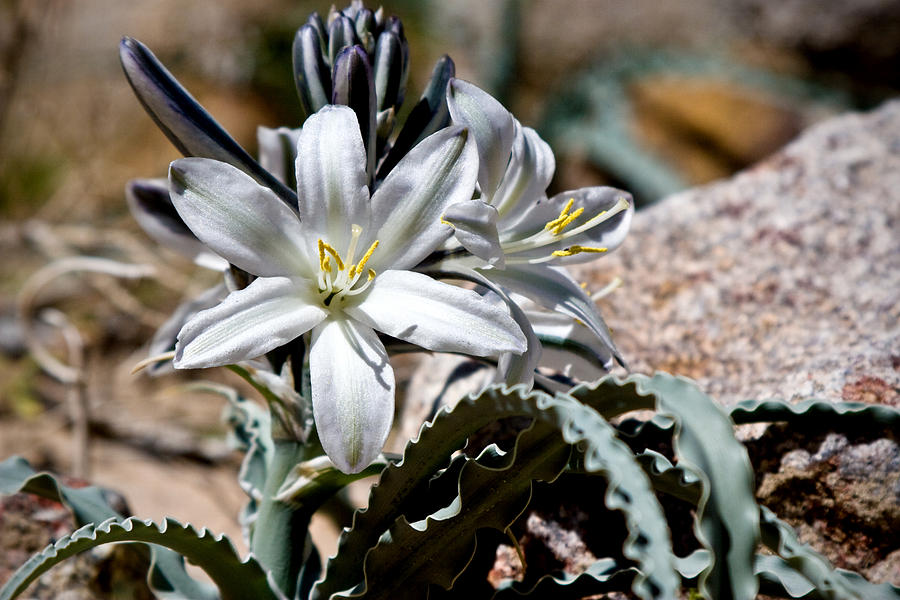 Desert Lily Photograph - Sun Soaked Desert Lily by Chris Brannen