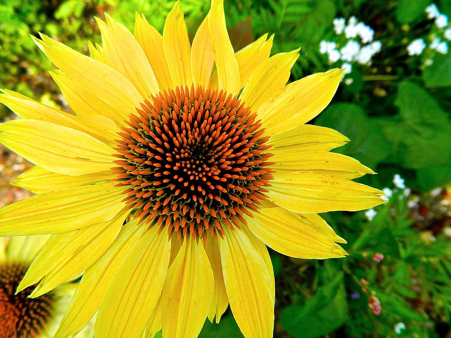 Sun Soaked Echinacea Photograph by Randy Rosenberger