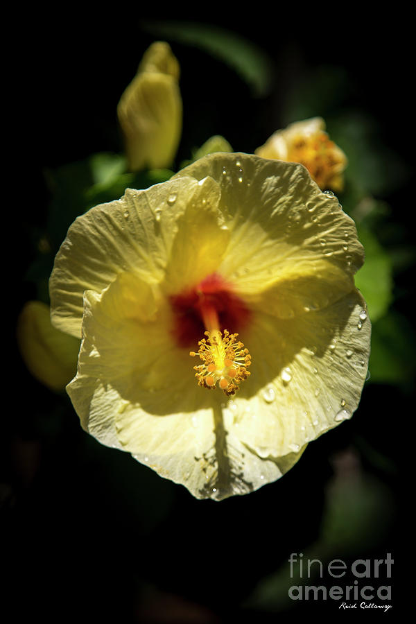 Sun Soaked Yellow Hibiscus Flower Kauai Hawaii Art Photograph by Reid Callaway
