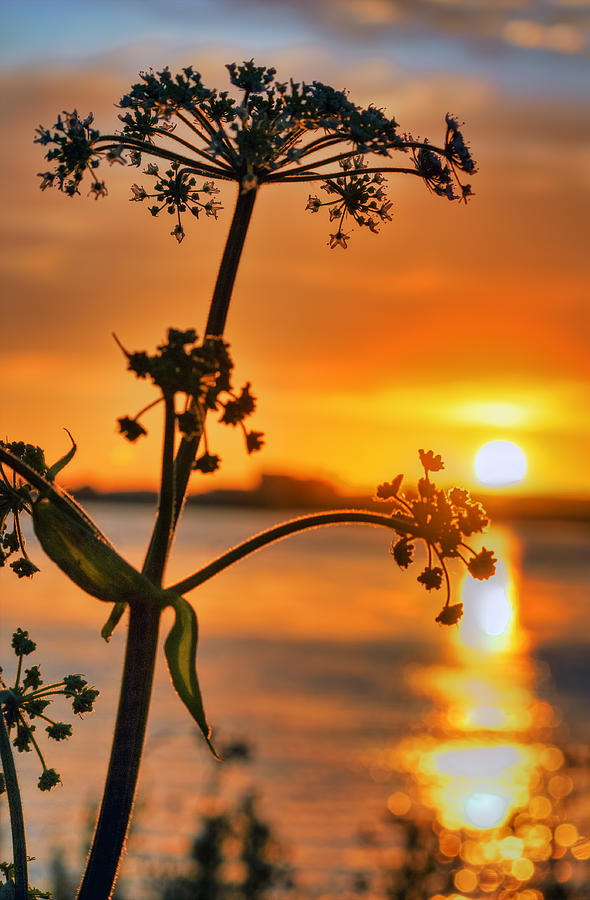Flower Photograph - Sun Splash by Nadia Sanowar