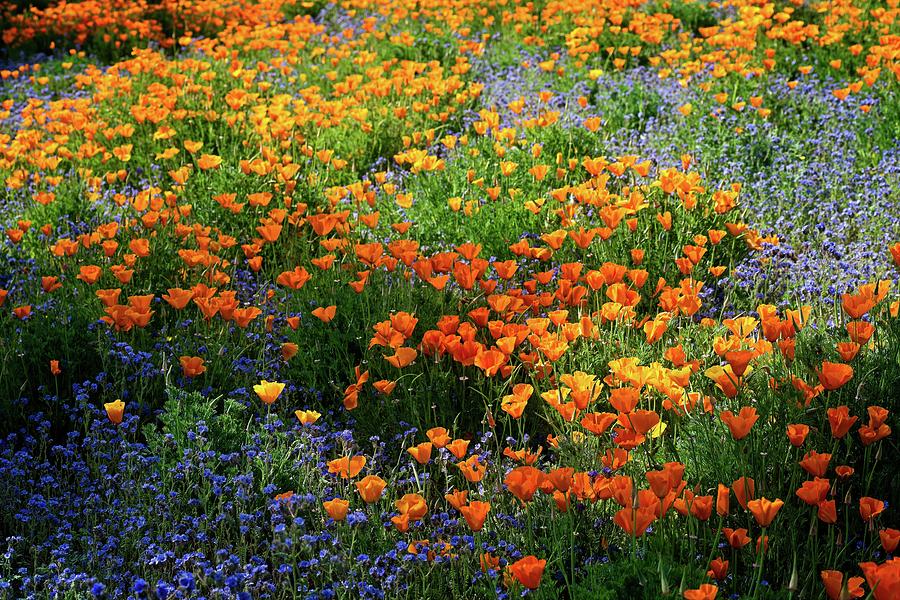 Sun Splashed Wildflowers in the Artists Palette Garden Photograph by Lynn Bauer