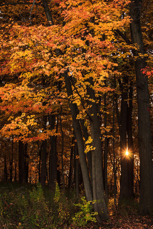 Sun Star Through Fall Trees Photograph by Joni Eskridge